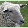 Být ovcí není zrovna dobrý nápad